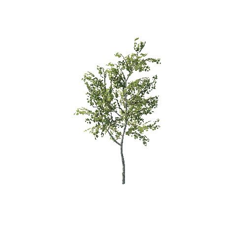 PF Birch G Sapling